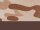 Arid/Brown